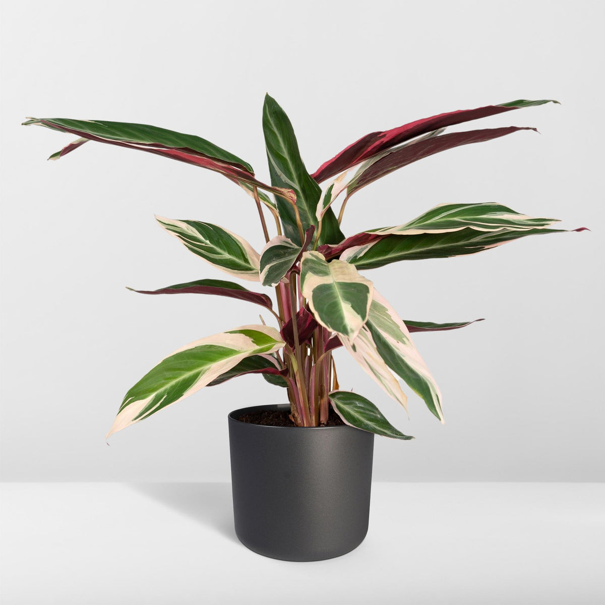 Calathea Triostar – Ø19 cm, 70 cm hög