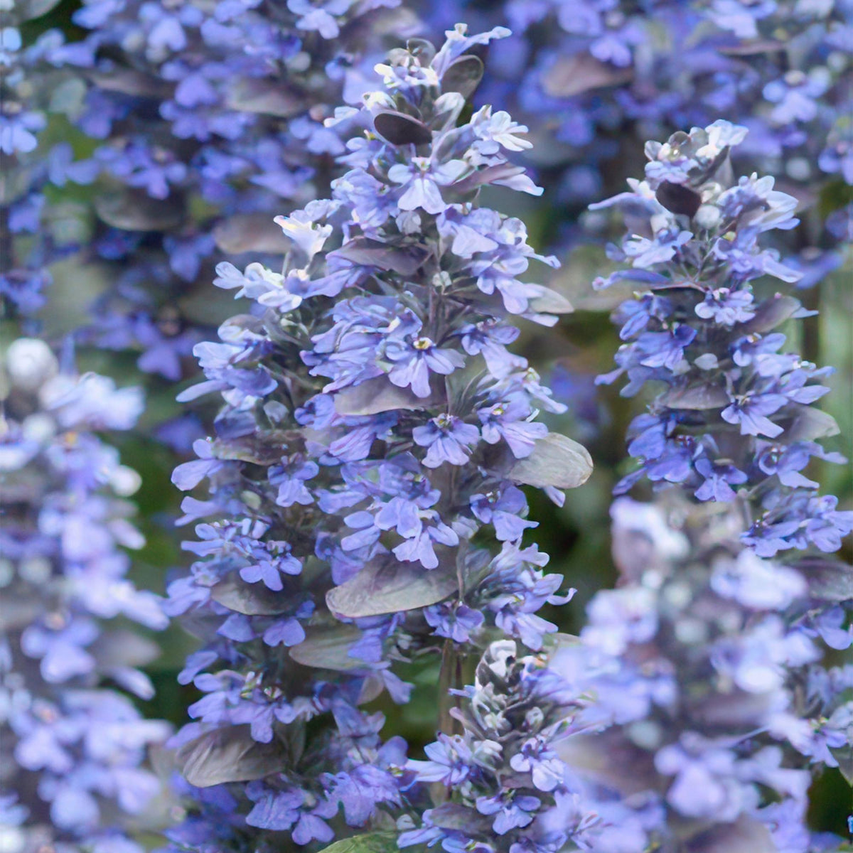 Ajuga reptans (creeping bugleweed) – 60 plants, Ø9 cm, 10–25 cm high – photo 5