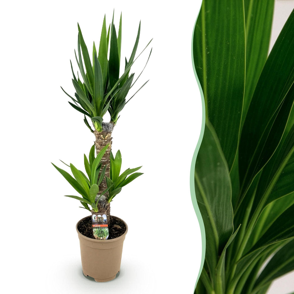 Yucca elephantipes – Ø17 cm, 75 cm hoog
