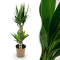 Yucca elephantipes – Ø17 cm, 75 cm hoog