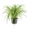 Chlorophytum comosum Variegatum (Grünlilie) – Ø 17 cm, 30 cm hoch