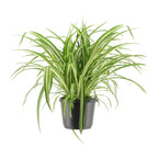Chlorophytum comosum Variegatum (Grünlilie) – Ø 17 cm, 30 cm hoch