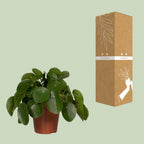 Pilea Peperomiodes – Ø15 cm, 25 cm hoog