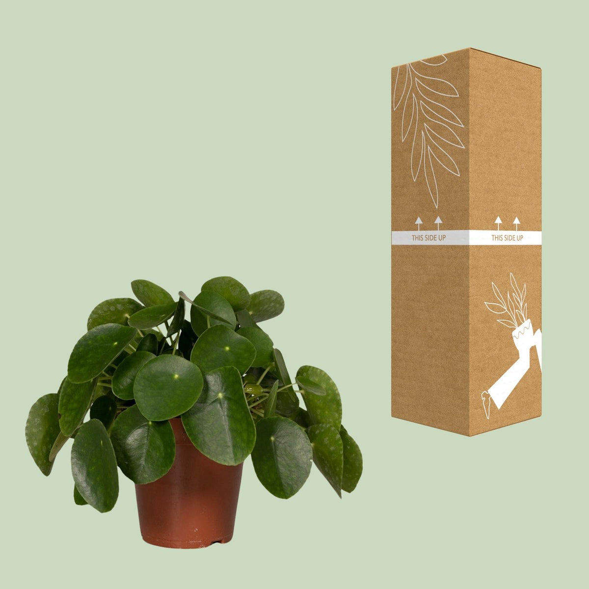 Pilea Peperomiodes – Ø15 cm, 25 cm hoog