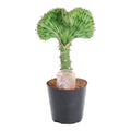 Euphorbia lactea Cristata grøn – Ø10 cm, 30 cm høj