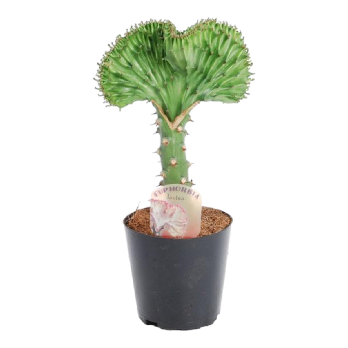 Euphorbia lactea Cristata groen – Ø10 cm, 30 cm hoog
