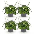 4× Maranta Fascinator Lemon Lime (bønneplante) i Potter-pyntepotte grå – Ø12 cm, 25 cm høj