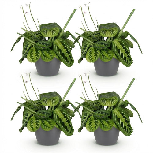 4× Maranta Fascinator Lemon Lime (Gebetsstaude) im grauen Pflanzgefäß von Potter – Ø 12 cm, 25 cm hoch