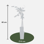 Wisteria floribunda 'Rosea' (Japanese wisteria) – 2 plants, Ø15 cm, 65 cm high