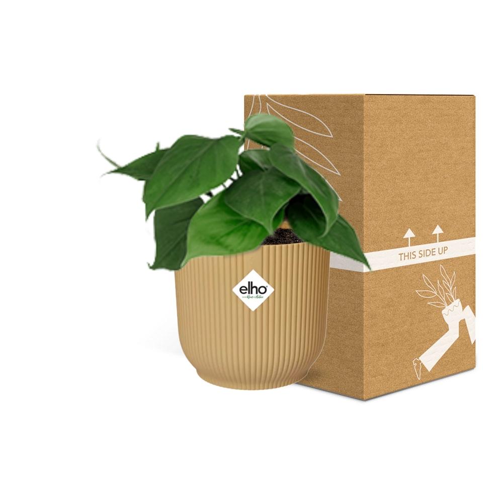 Philodendron scandens in ELHO Vibes Fold 14cm geel – 25 cm hoog
