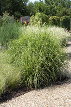Miscanthus sinensis 'Strictus' (Japanisches Silbergras) – Ø 23 cm, 60 cm hoch