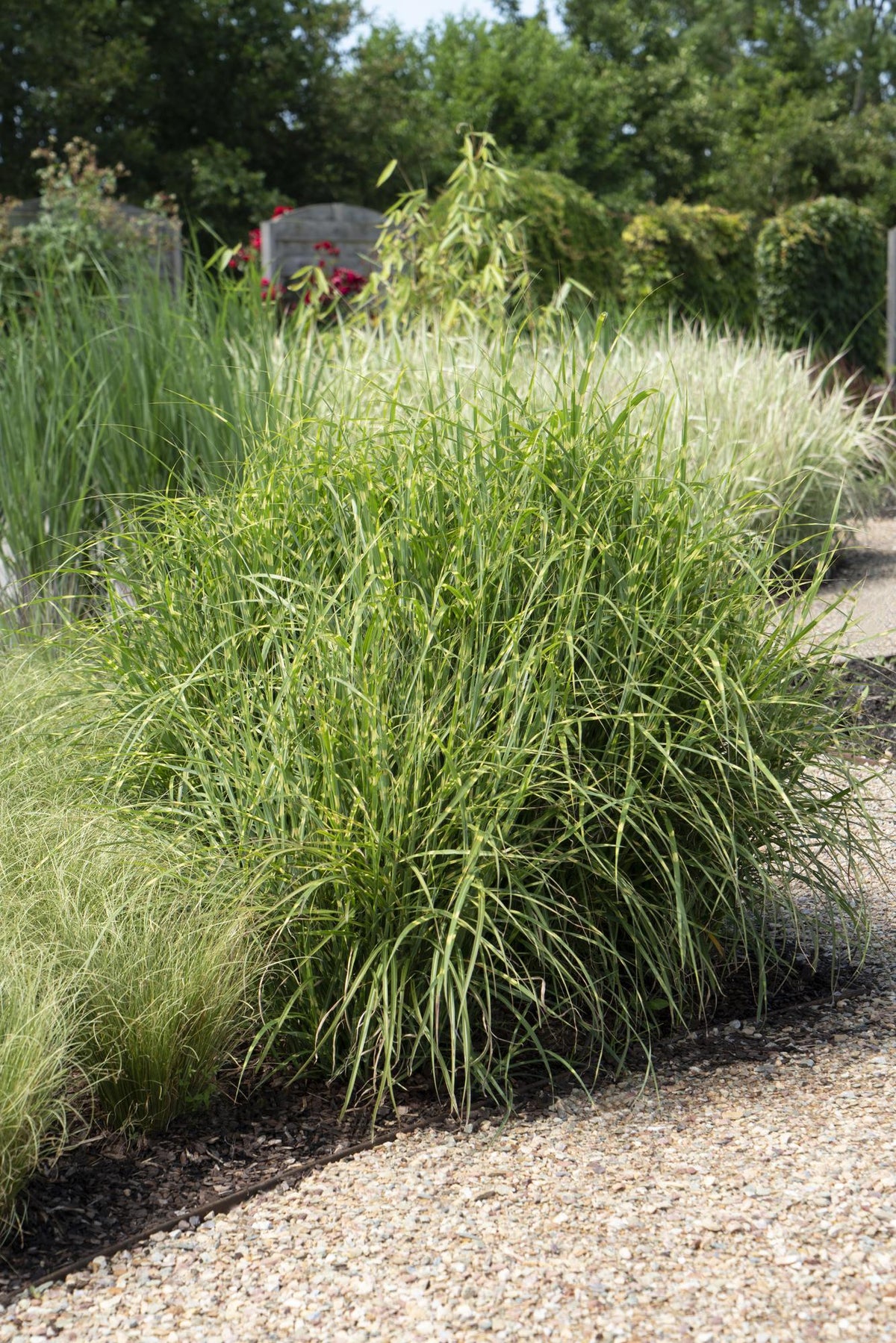 Miscanthus sinensis 'Strictus' (Japanisches Silbergras) – Ø 23 cm, 60 cm hoch – Bild 4