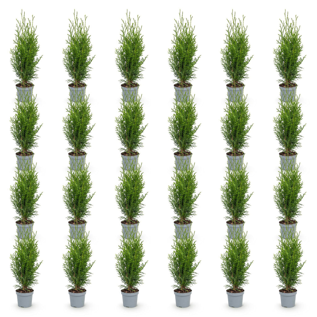 Thuja occidentalis 'Smaragd' (arbre de vie) – 24 plants, Ø9 cm, 20–30 cm de haut – photo 2