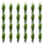 Thuja occidentalis 'Smaragd' (arbre de vie) – 24 plants, Ø9 cm, 20–30 cm de haut