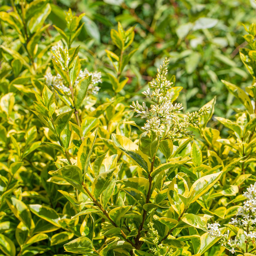 Ligustrum ovalifolium 'Aureum' (golden privet) – 8 plants, Ø9 cm, 35–45 cm high – photo 5