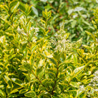 Ligustrum ovalifolium 'Aureum' (golden privet) – 8 plants, Ø9 cm, 35–45 cm high