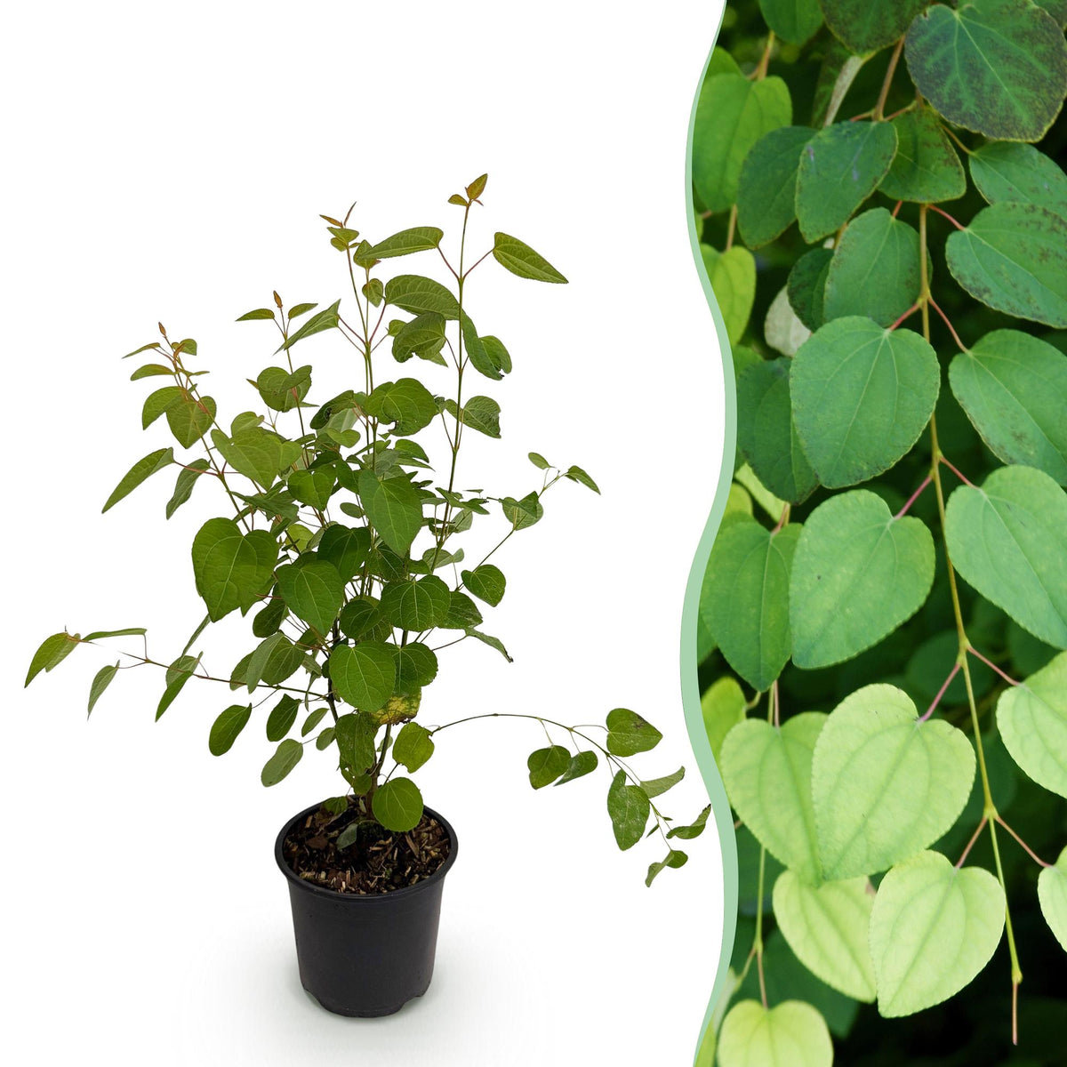 Cercidiphyllum japonicum (katsuraboom) – Ø12 cm, 35 cm hoog