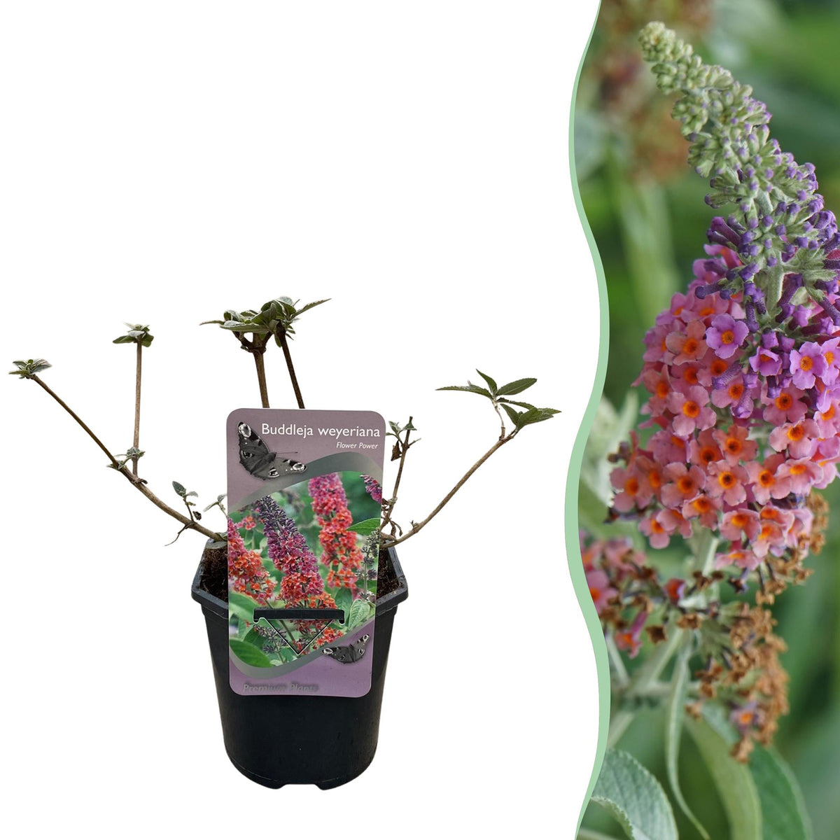 Buddleja davidii 'Flower Power' (vlinderstruik) – oranje-paars – Ø17 cm, 30 cm hoog