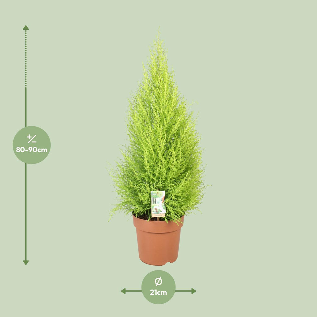 Cupressus Goldcrest Wilma (indendørs cypres) – Ø21 cm, 90 cm høj