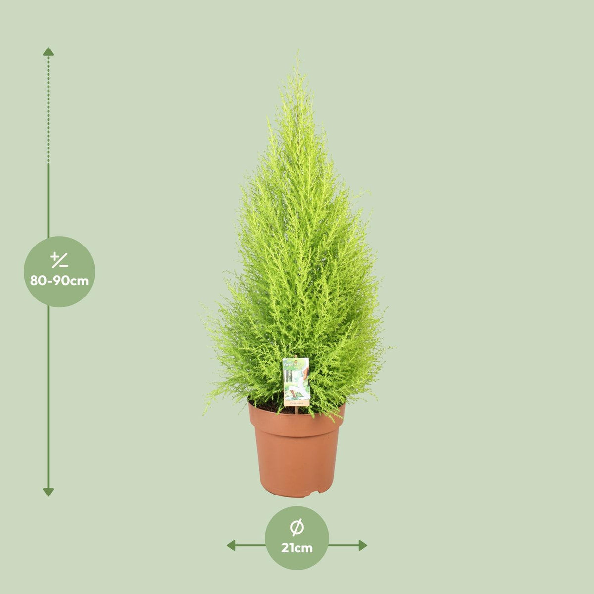 Cupressus Goldcrest Wilma (indendørs cypres) – Ø21 cm, 90 cm høj