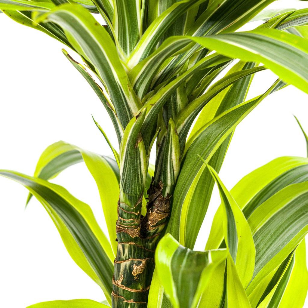 Dracaena Deremensis Lemon Lime (drakträd) – Ø19 cm, 70–90 cm hög