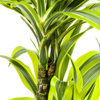 Dracaena Deremensis Lemon Lime (drakträd) – Ø19 cm, 70–90 cm hög