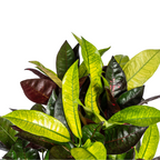 Codiaeum 'Croton' Iceton – Ø21 cm, 60–80 cm hoog