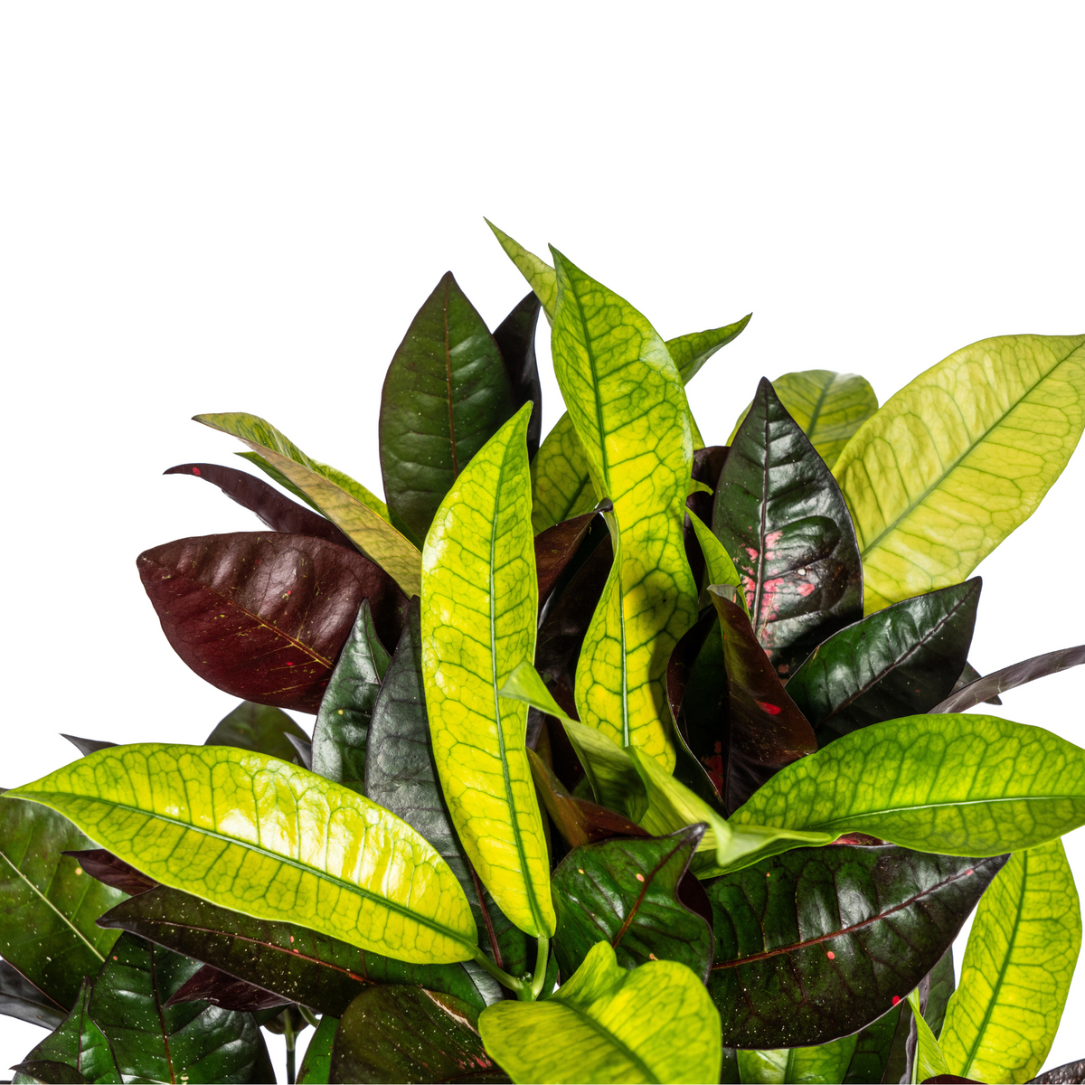Codiaeum 'Croton' Iceton – Ø21 cm, 60–80 cm hoog
