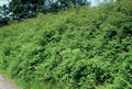 Symphoricarpos ch. 'Hancock' (snowberry) – 60 plants, Ø9 cm, 10–25 cm high