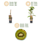 Actinidia deliciosa 'Jenny' (kiwi plant) – 2 plants, Ø15 cm, 50 cm high