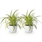 2× Chlorophytum comosum Variegatum (Grünlilie) im weißen dekorativen Tontopf – Ø 12 cm, 20 cm hoch