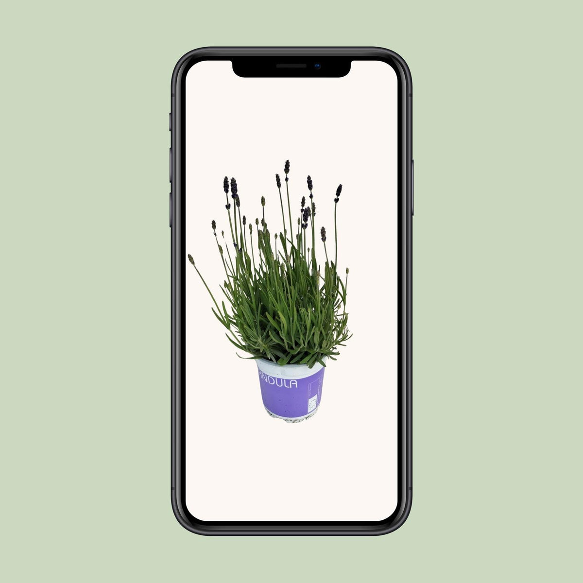 Lavendel Lavandula Hidcote Blue Blau – Ø12 cm, 20 cm hoch