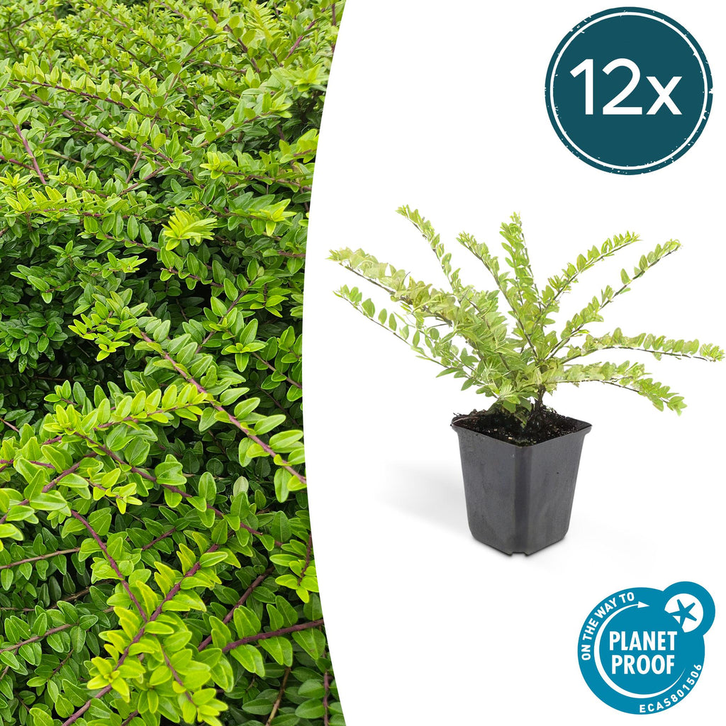 Lonicera nit. 'Maigrün' (honeysuckle) – 12 plants, Ø9 cm, 10–25 cm high – photo 2