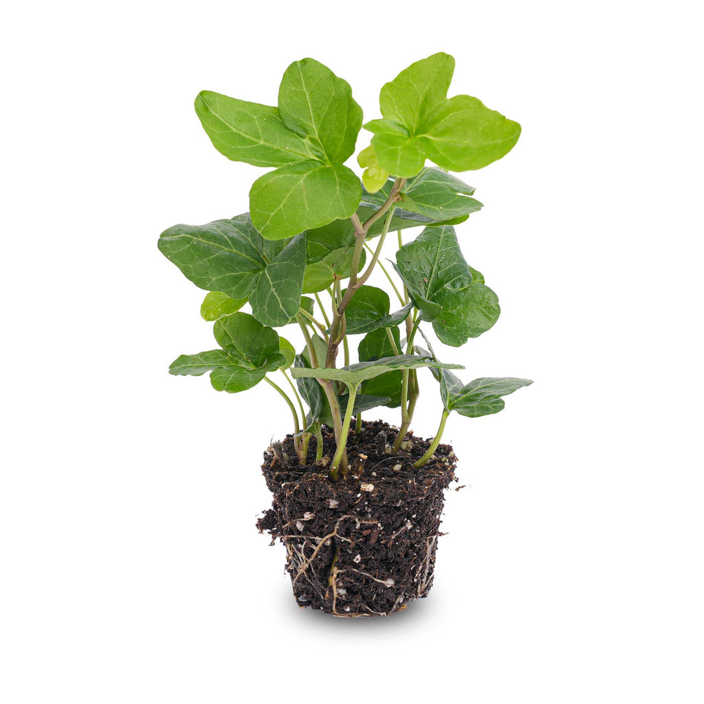 Hedera helix (lierre) – Ø6 cm