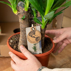 Yucca – Ø21 cm