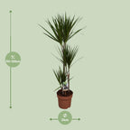 Dracaena marginata (dragetræ) – Ø21 cm, 120 cm høj – art. 9683