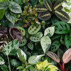 12× Verrassingsbox kamerplantjes incl. Copper Reef – Ø6 cm, 5–15 cm hoog