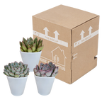 Echeveria mix in witte pot – Ø9 cm, 15 cm hoog