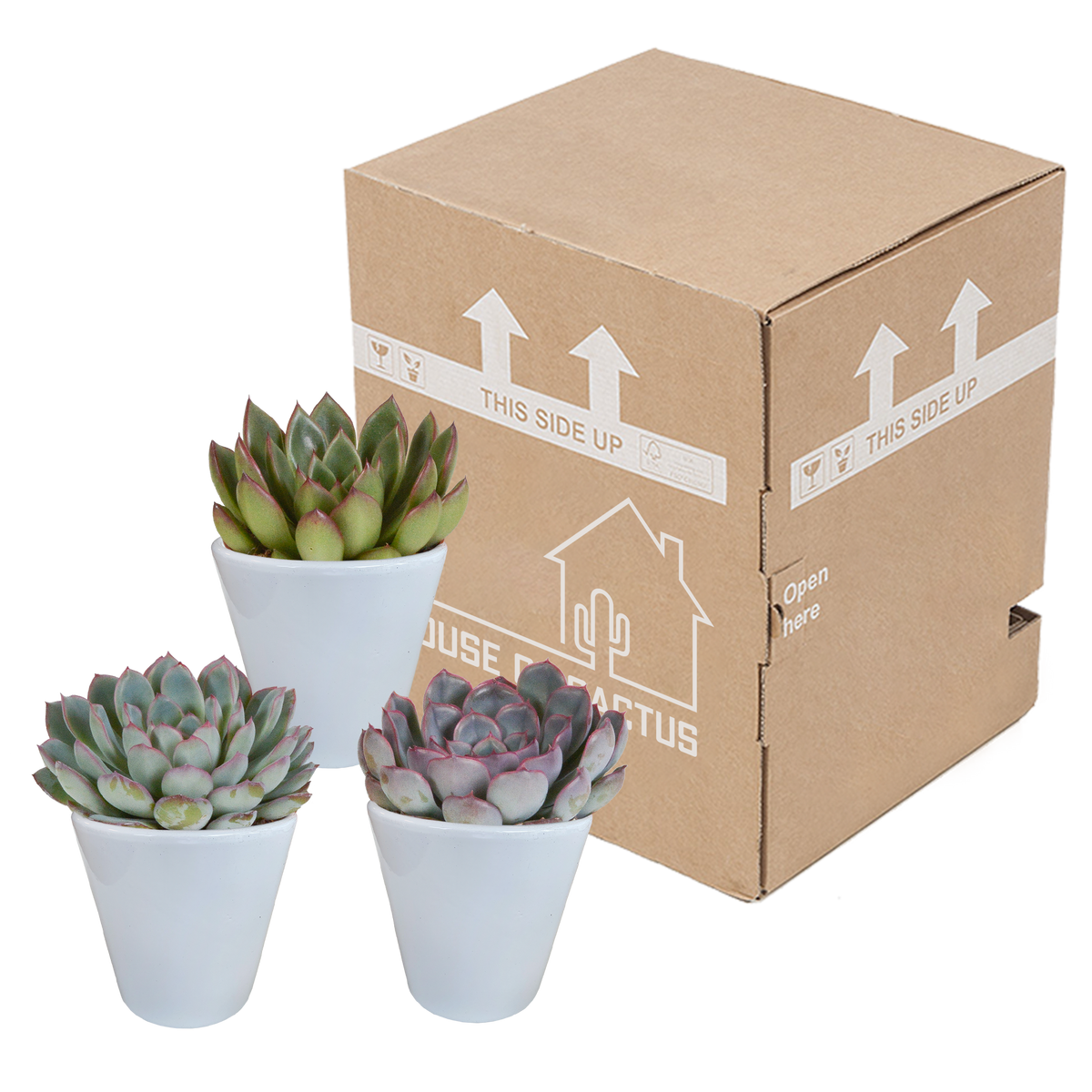 Echeveria mix in witte pot – Ø9 cm, 15 cm hoog