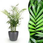 Goudpalm (Dypsis) in Potter-sierpot grijs – Ø12 cm, 15 cm hoog