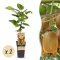 Actinidia deliciosa 'Hayward' (kiwi plant) – 2 plants, Ø15 cm, 50 cm high
