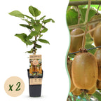 Actinidia deliciosa 'Hayward' (kiwi plant) – 2 plants, Ø15 cm, 50 cm high