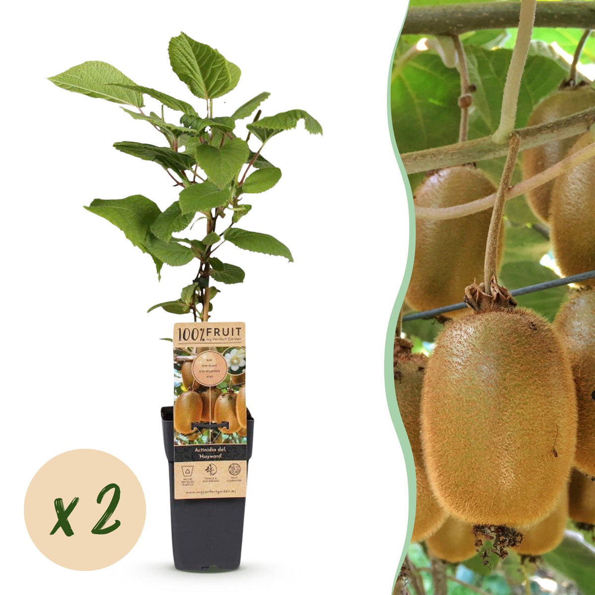 Actinidia deliciosa 'Hayward' (kiwi plant) – 2 plants, Ø15 cm, 50 cm high