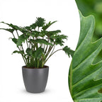Philodendron Xanadu i Potter-pyntepotte grå – Ø19 cm, 60 cm høj