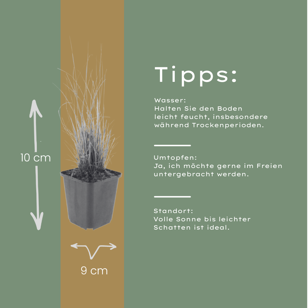 Calamagrostis brachytricha (struisriet) – 48 planten, Ø9 cm, 10–25 cm hoog