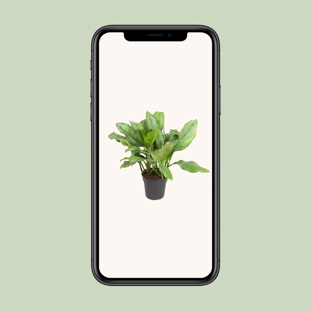 Aglaonema B.J, Freedman – Ø24 cm, 70 cm hoog
