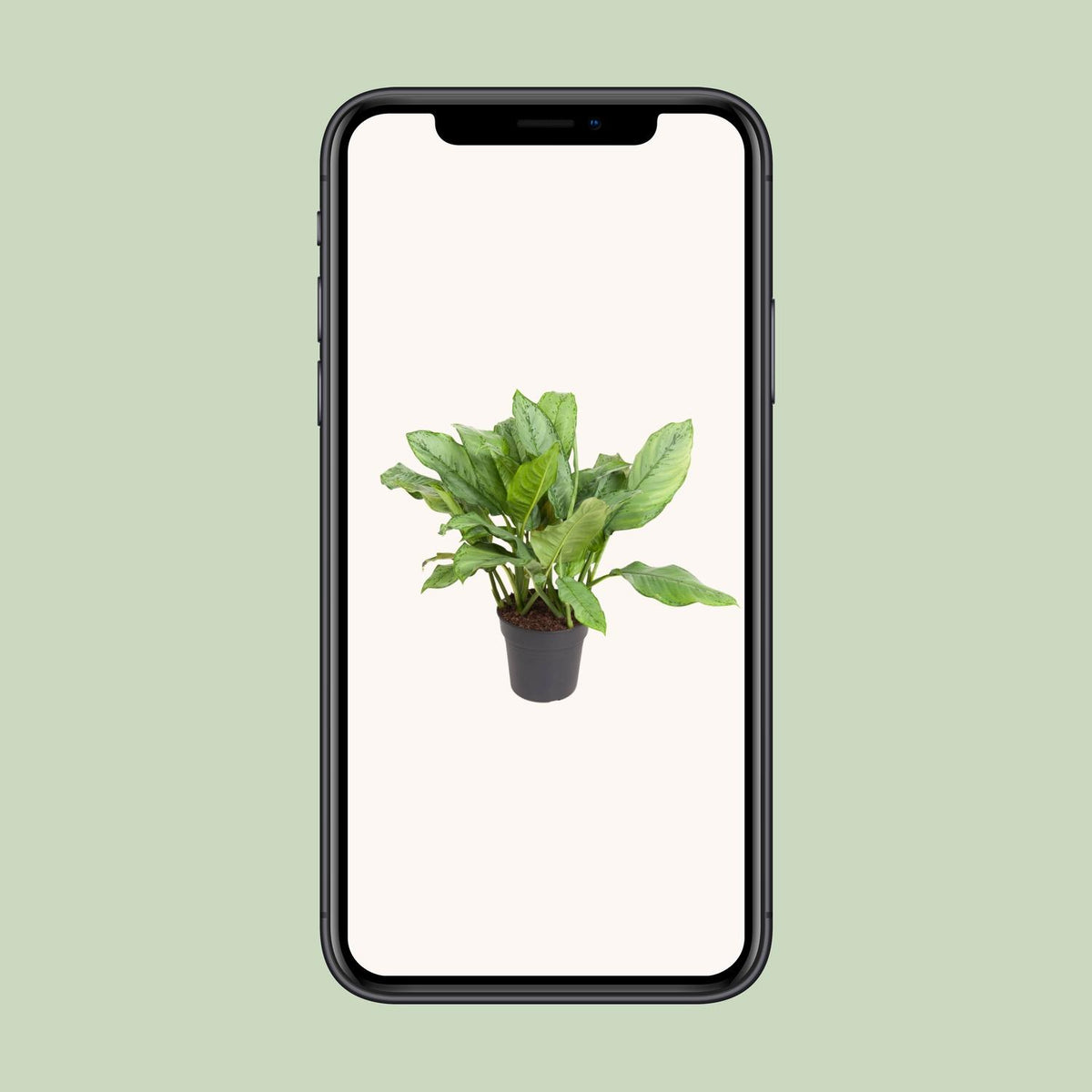Aglaonema B.J, Freedman – Ø24 cm, 70 cm høj