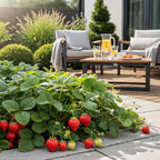 Fragaria 'Elsanta' (Walderdbeere) – 6 Pflanzen, Ø9 cm, 30 cm hoch