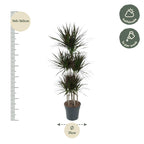 Dracaena Magenta Carrousel (arbre dragonnier) – Ø31 cm, 150 cm de haut