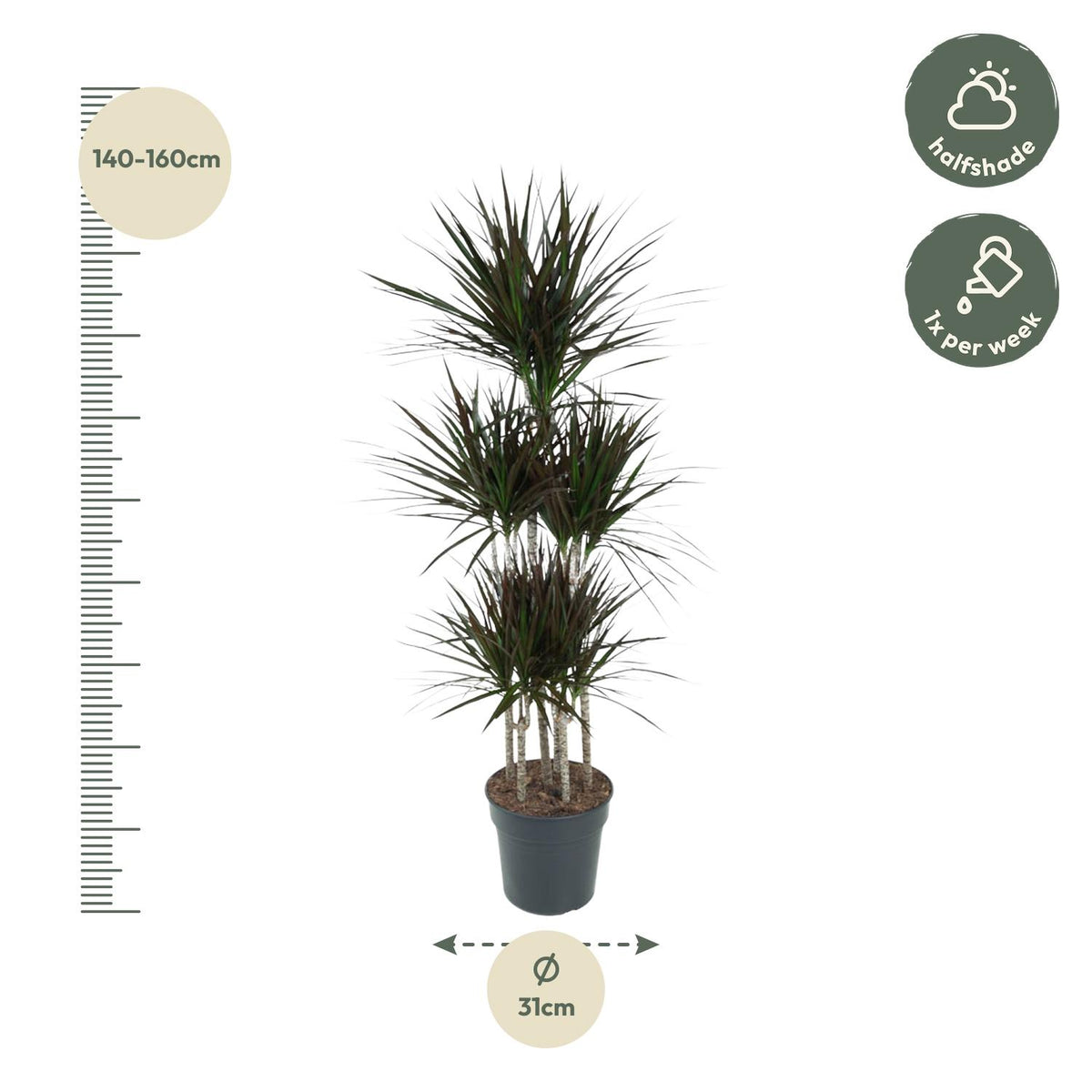 Dracaena Magenta Carrousel (Drachenbaum) – Ø31 cm, 150 cm hoch